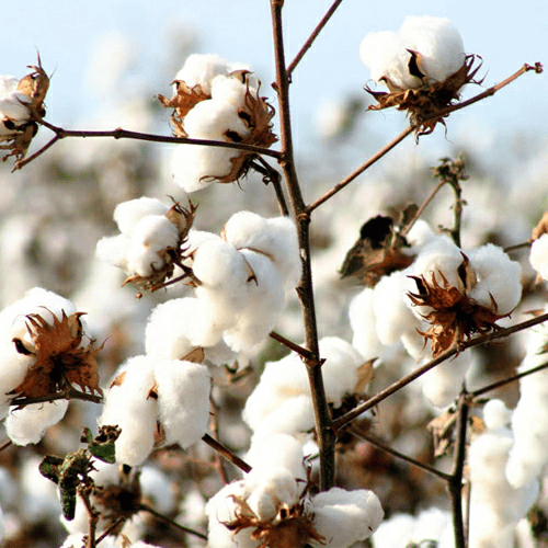 43 cotton 43 cotton